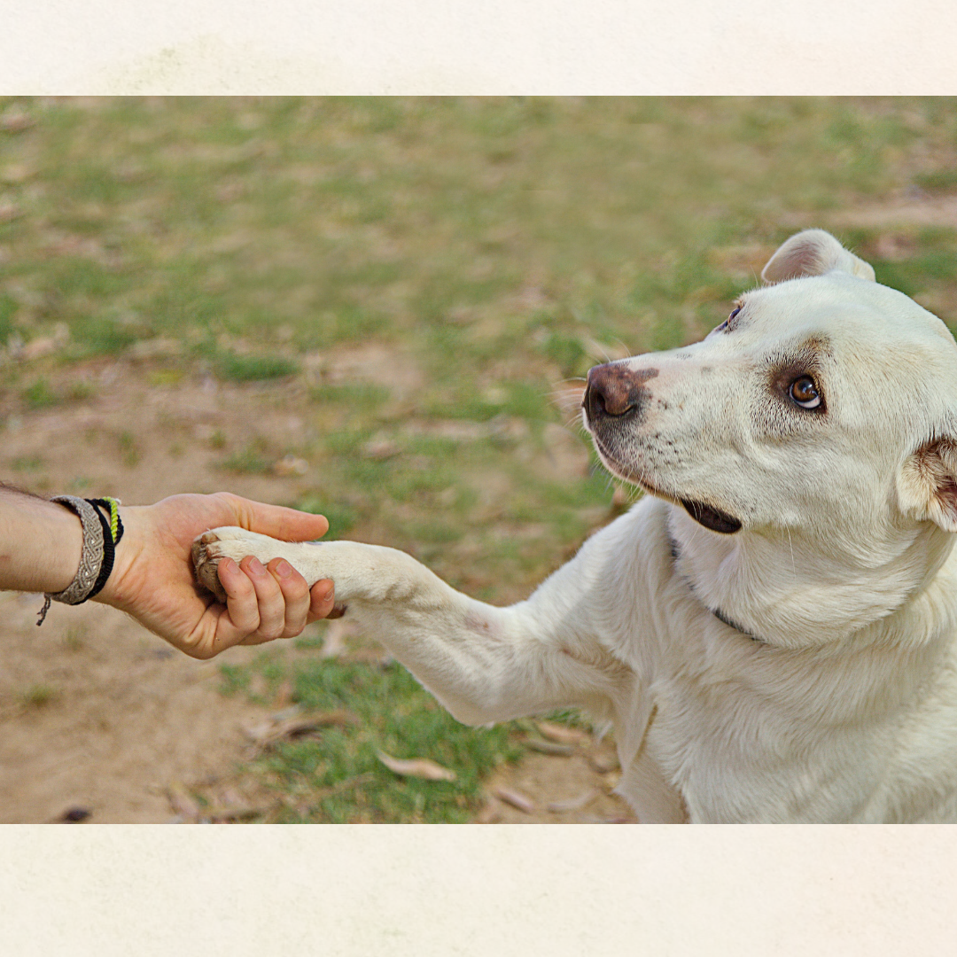 homemade dog paw balm for cracked paws in dogs, best paw balm for dogs, cat paw balm, paw and nose balm
