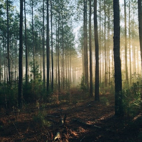 Supporting Reforestation